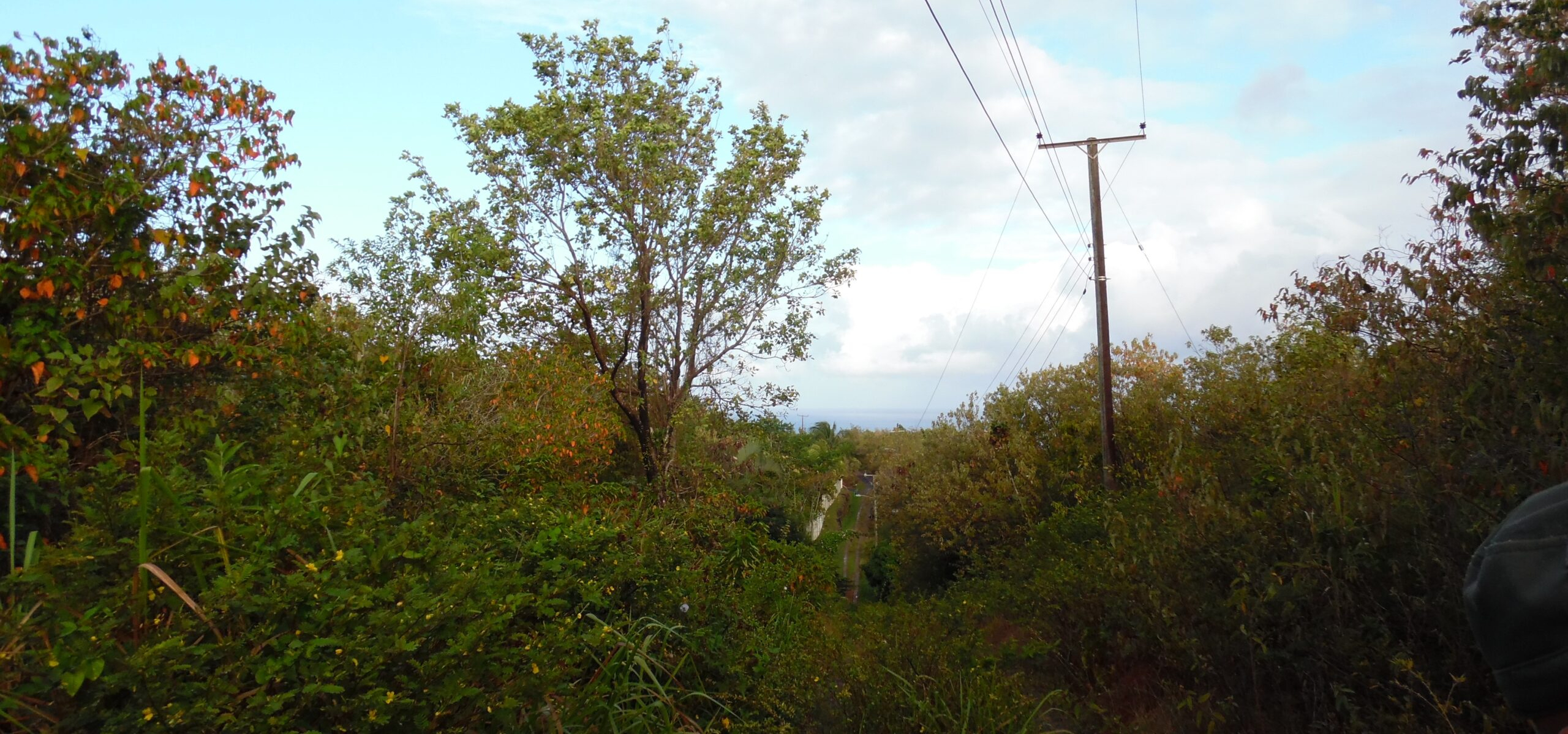St Lucia ral estate Land For Sale In Anse La Raye st lucia
