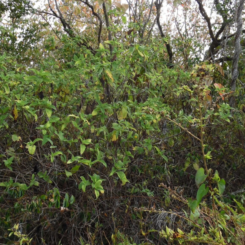 St Lucia ral estate Land For Sale In Anse La Raye