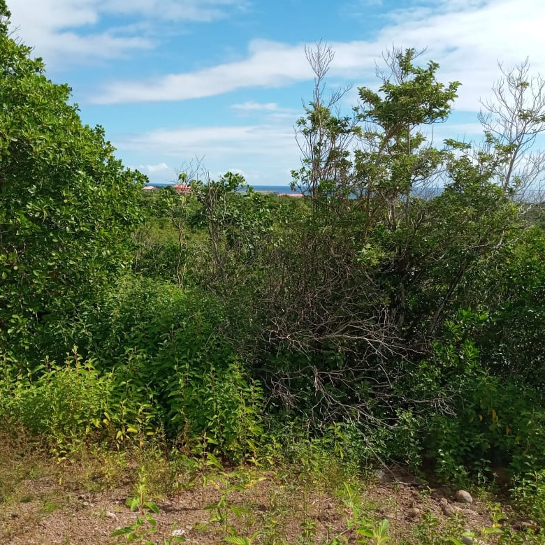 st lucia real estate Lots for Sale In Dugard Phase2 tress