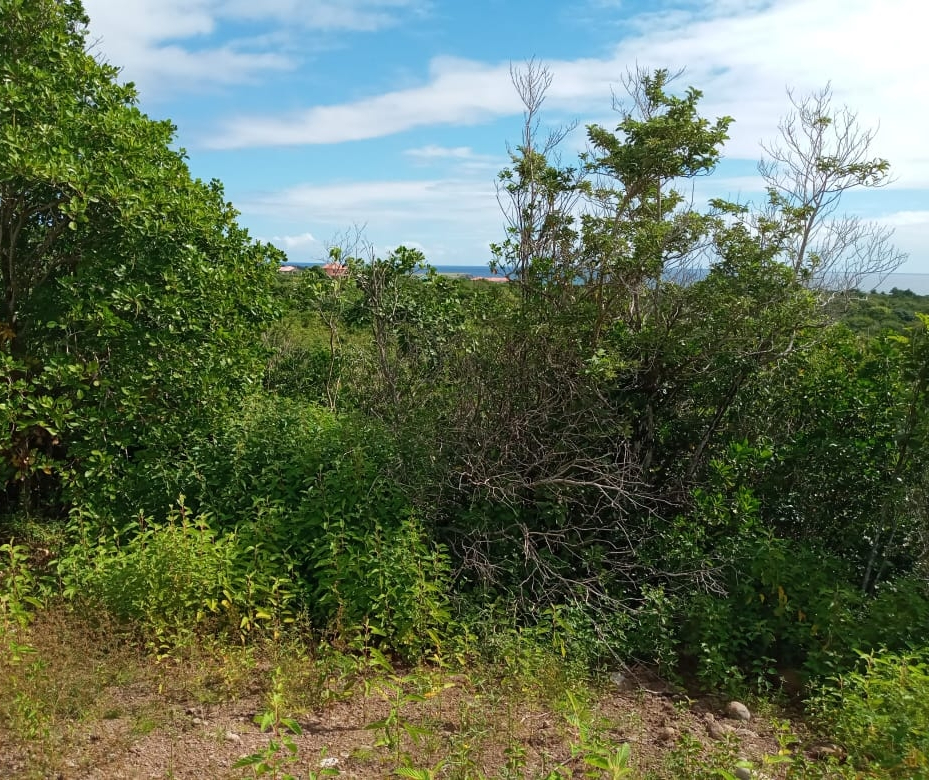 st lucia real estate Lots for Sale In Dugard Phase2 tress