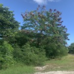 land for sale cap estate south sills