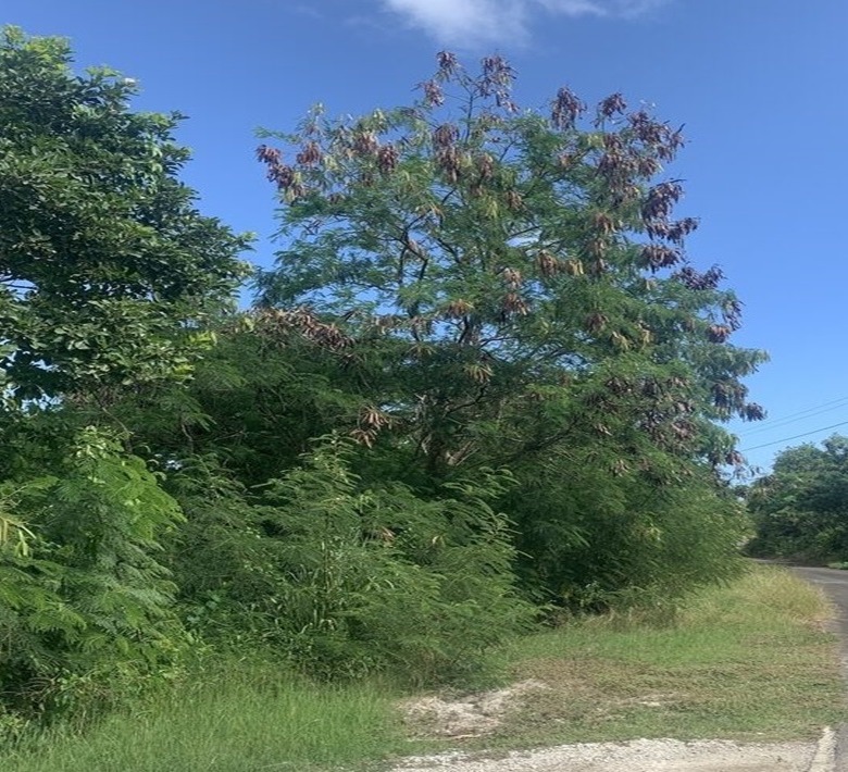 Land For Sale Cap Estate
