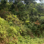 Land For Sale In Desrameaux Babonneau