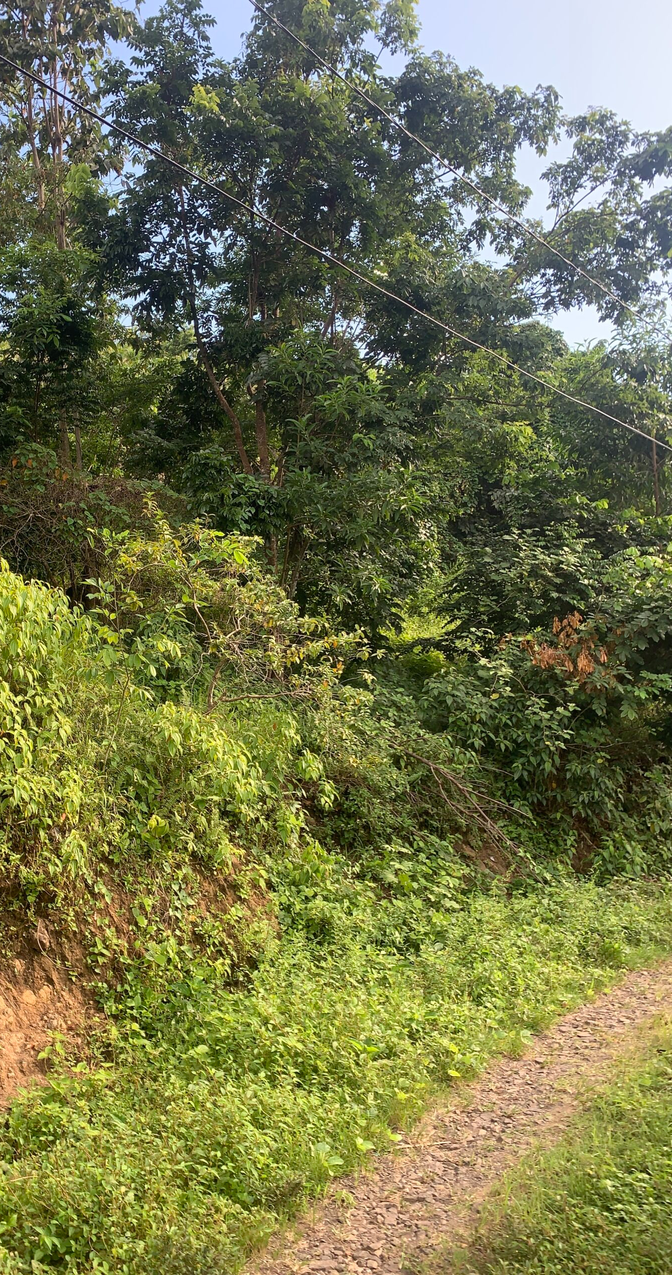 Land For Sale In Desrameaux Babonneau