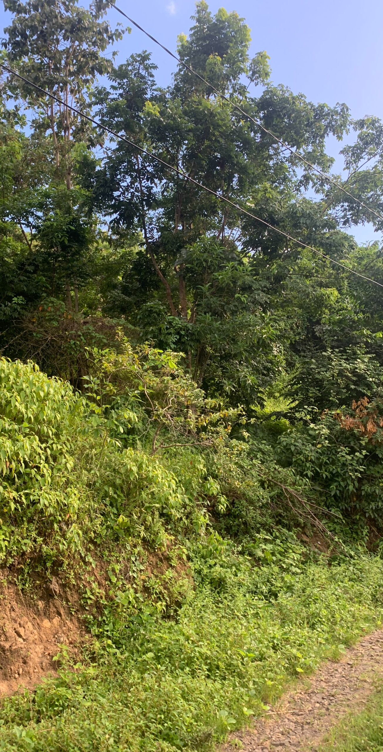 Land For Sale In Desrameaux Babonneau