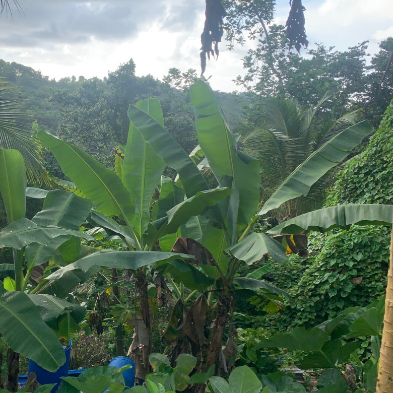 Land For Sale In Desrameaux Babonneau