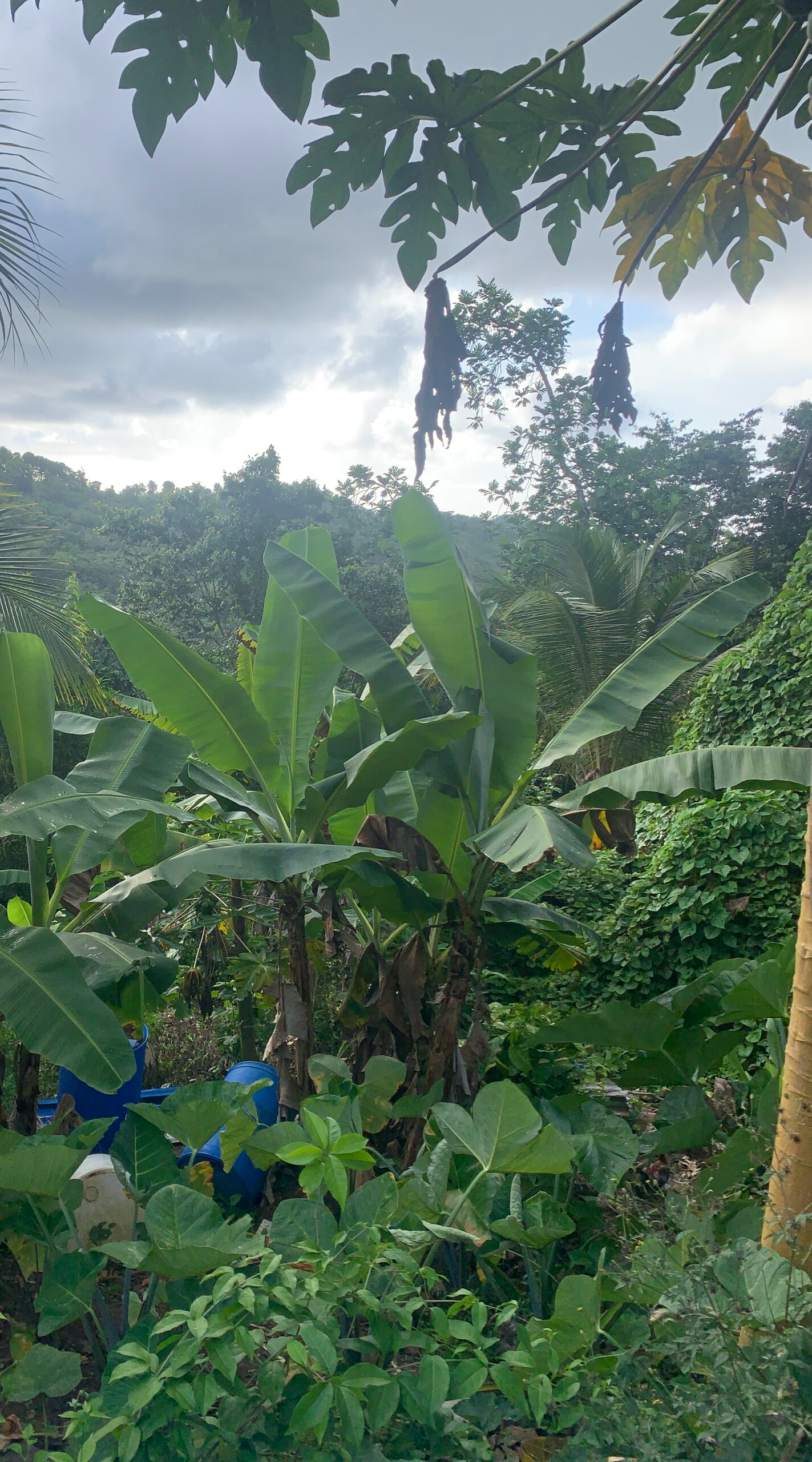 Land For Sale In Desrameaux Babonneau