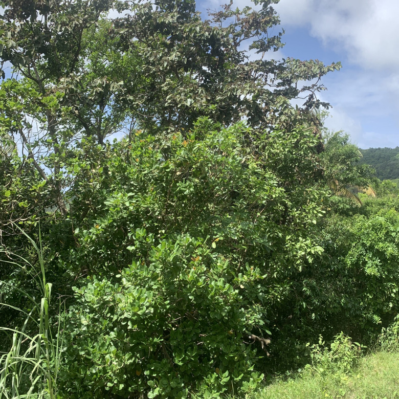 Land For Sale In River Mitant