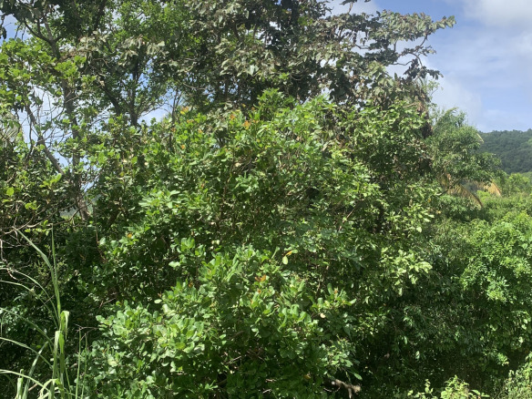 Land For Sale In River Mitant