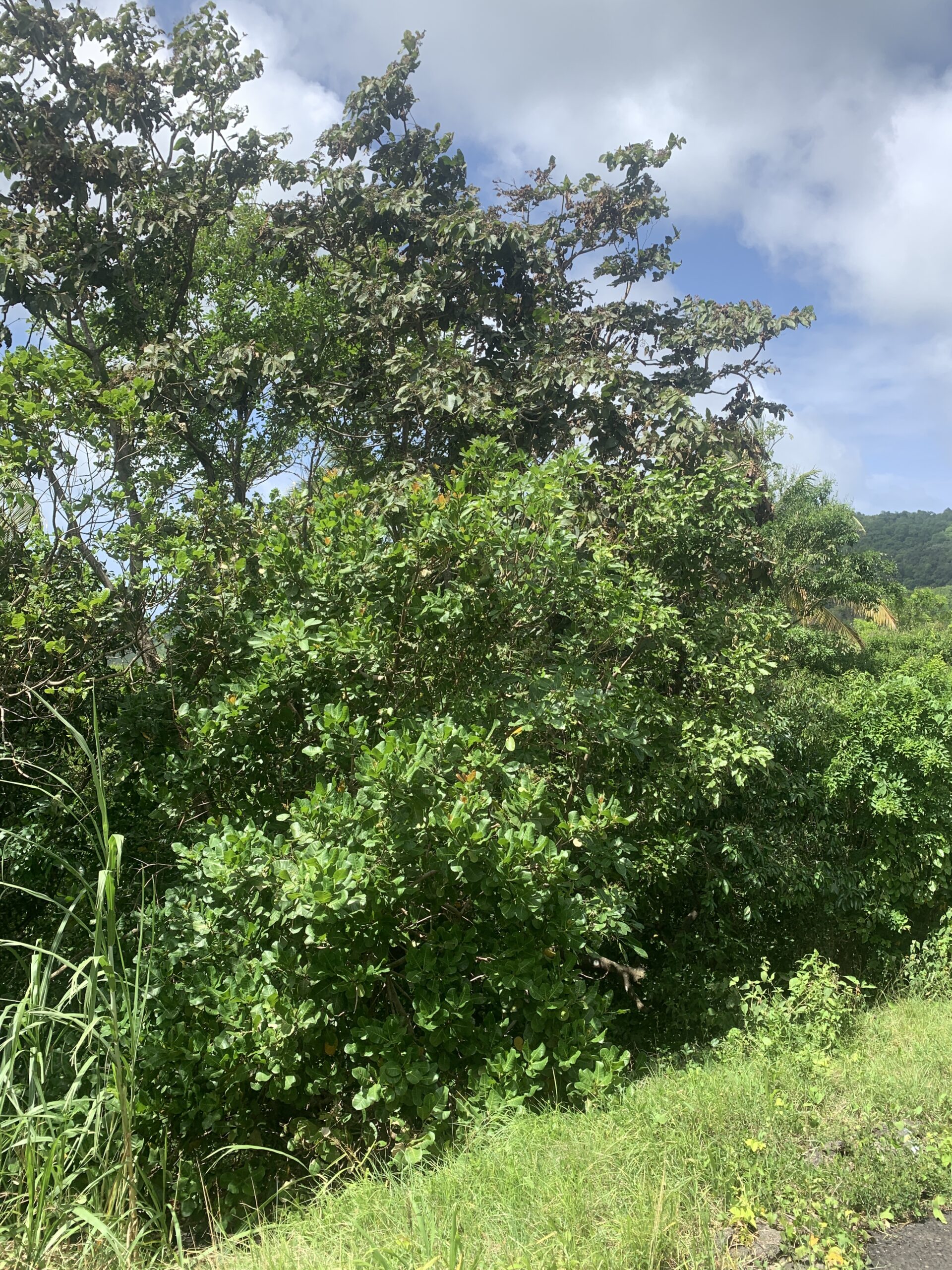 Land For Sale In River Mitant