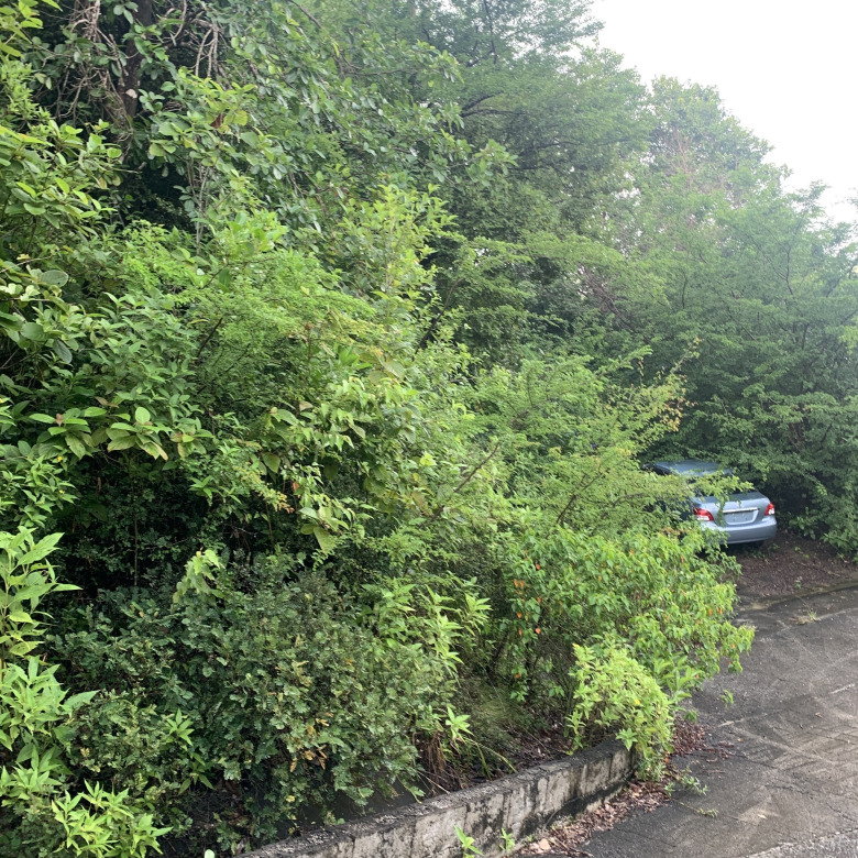 Land For Sale In La Caye