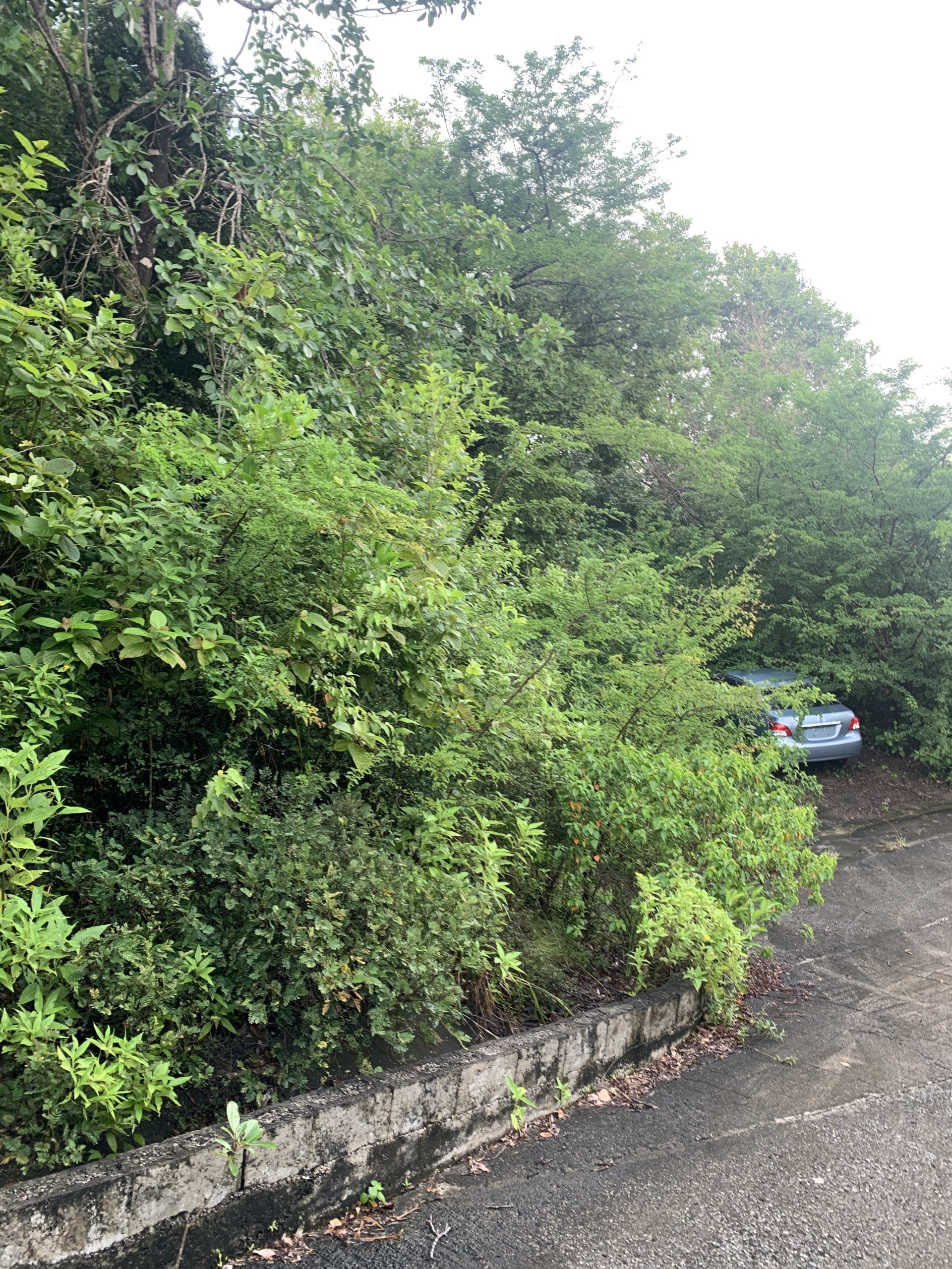 Land For Sale In La Caye