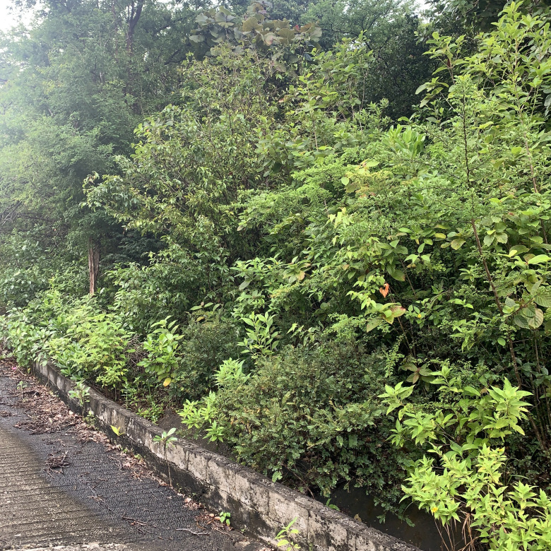 Land For Sale In La Caye