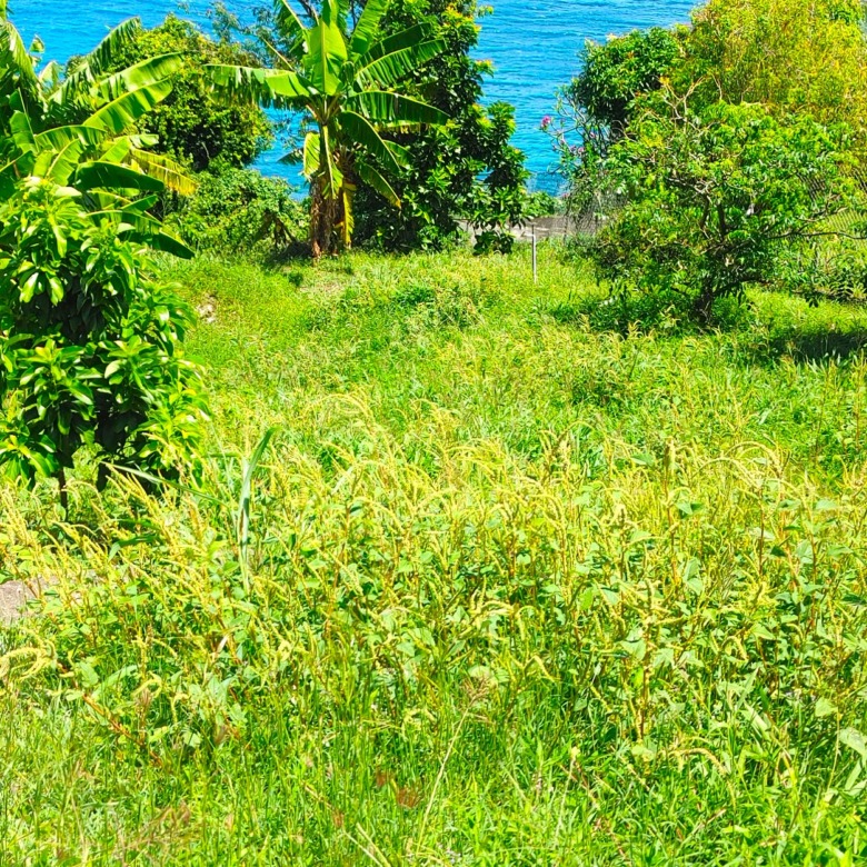 St Lucia real estate Waterfront Land Overlooking the Caribbean Sea grass