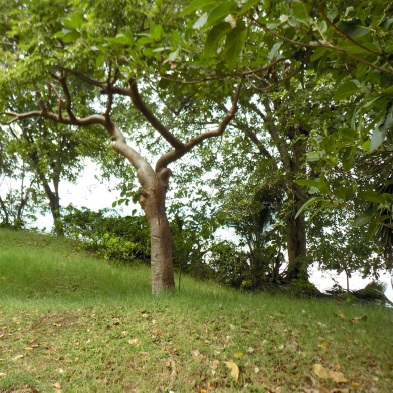 Beach Front Land For Sale At Becune Pointe Cap Estate St Lucia near beach