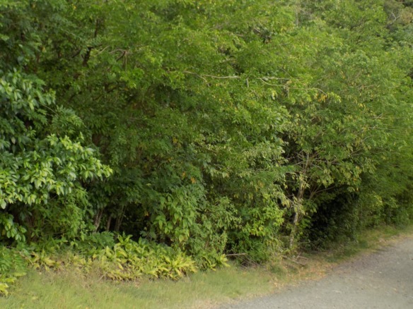 Trouya Land For Sale 37,522 S.F. in st lucia