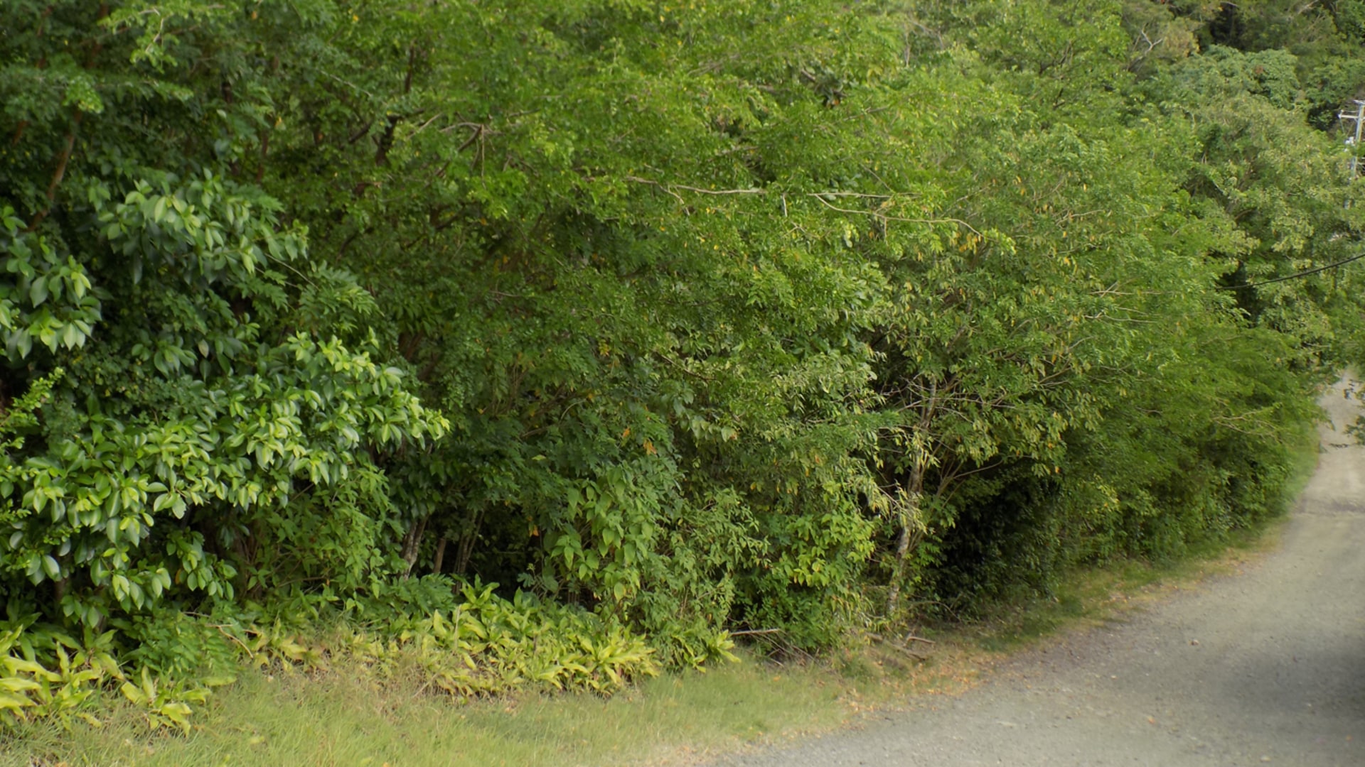 Trouya Land For Sale 37,522 S.F. in st lucia