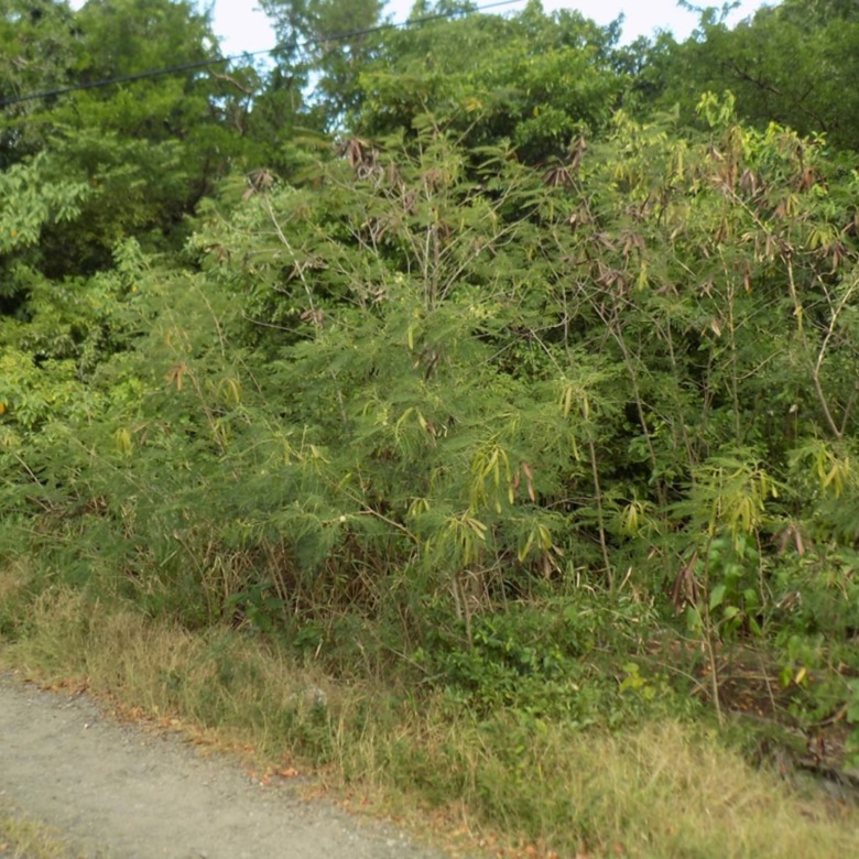 land for sale in st lucic - Trouya Land For Sale 37,522 S.F. dirt road