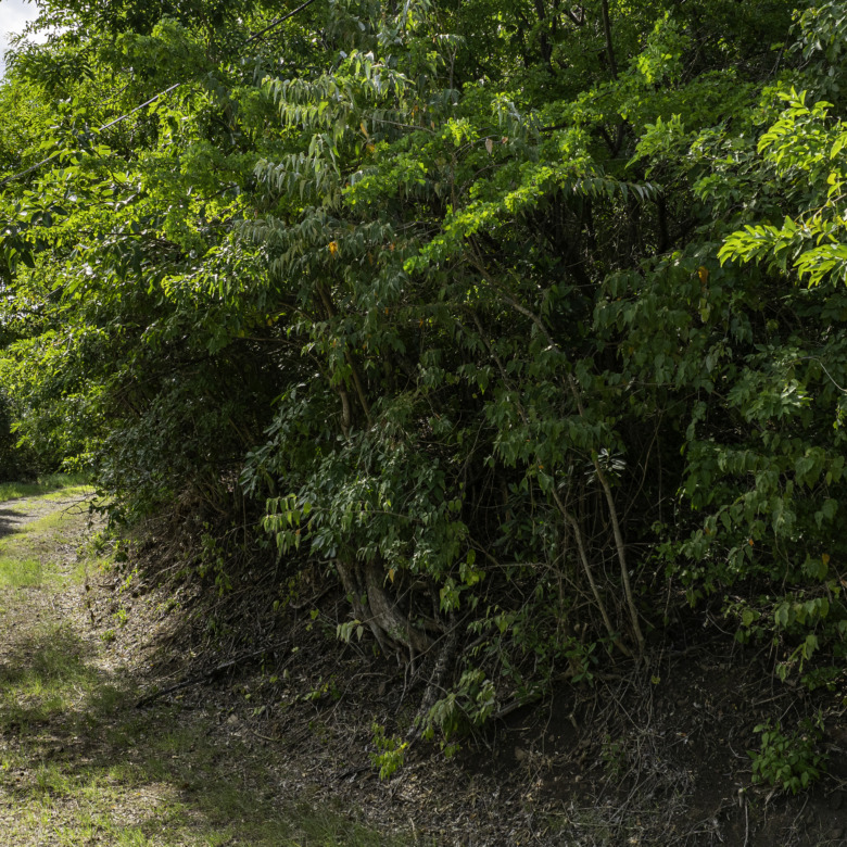 2 Lots for Sale in Cap Estate, St. Lucia real estate dirt road
