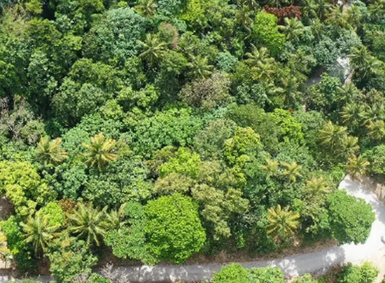 7.91 Acres Development Land For Sale in Diamond Estate, Soufrière, Saint Lucia
