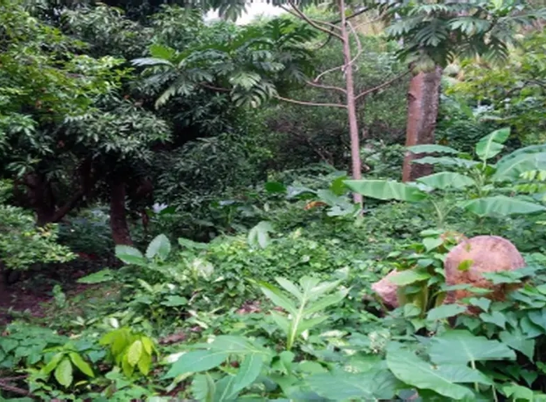 7.91 land for sale in soufriere st lucia real estate farming