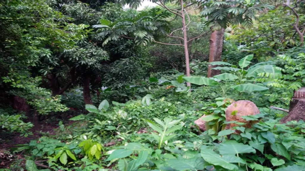 7.91 land for sale in soufriere st lucia real estate farming