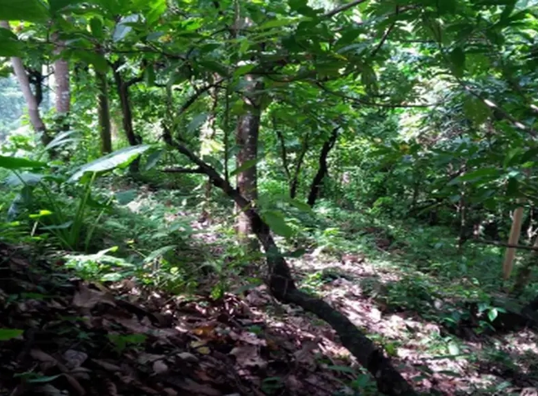 7.91 land for sale in soufriere st lucia real estate tourism
