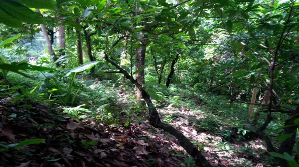 7.91 land for sale in soufriere st lucia real estate tourism