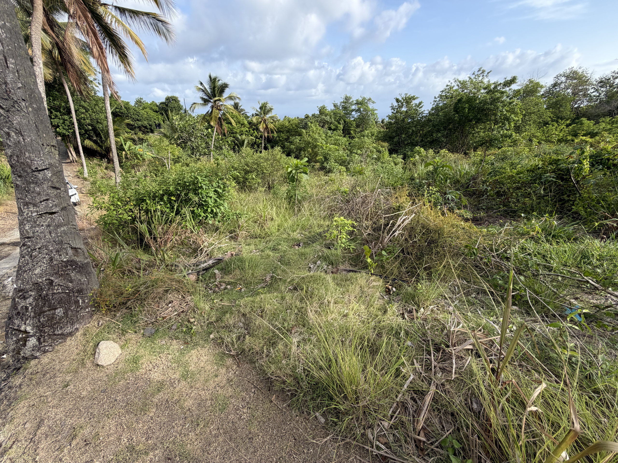 IMG_9240 Caffiere, Choiseul – Phase 1 Land Development