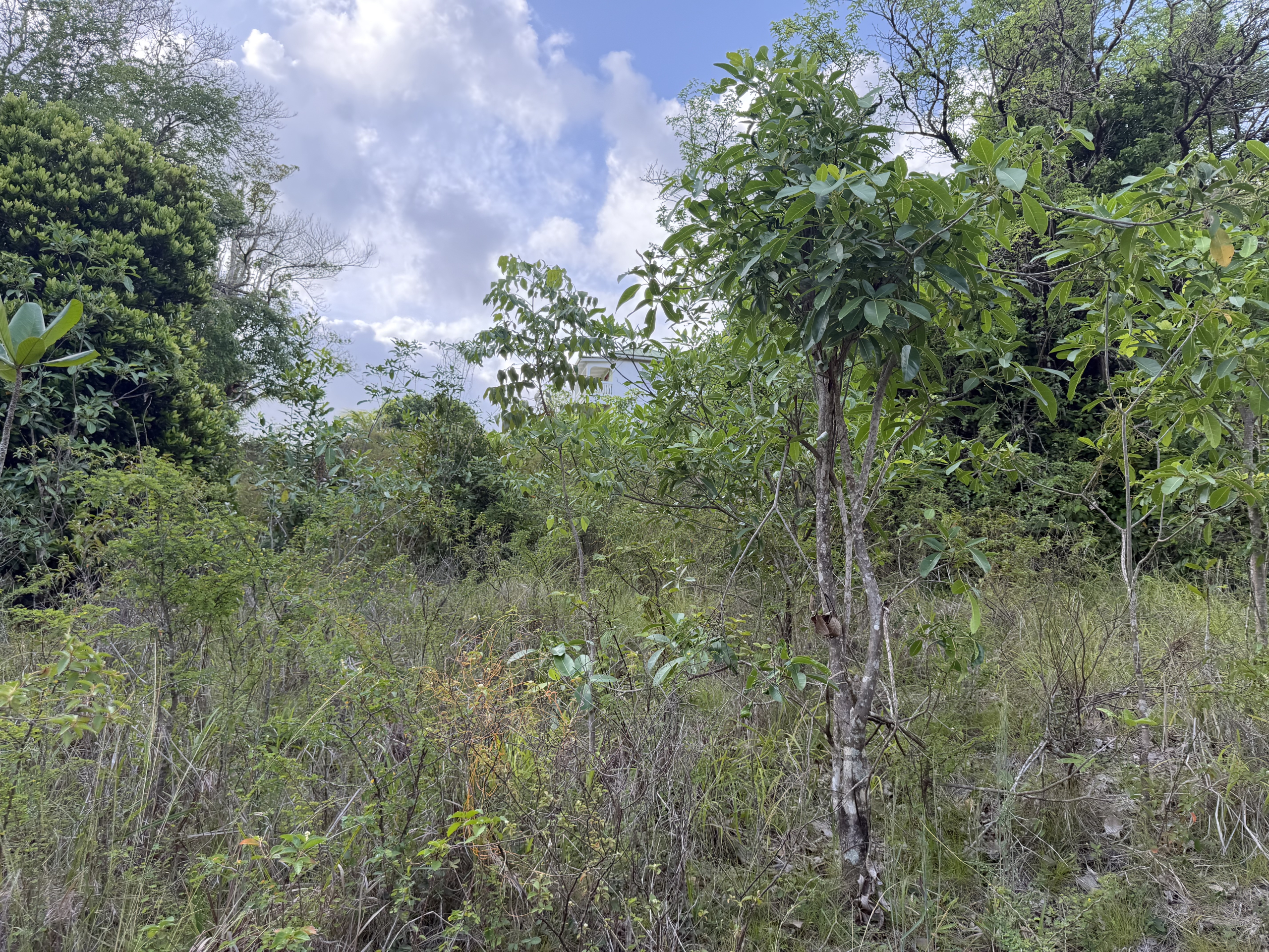 IMG_9242 Caffiere, Choiseul – Phase 1 Land Development