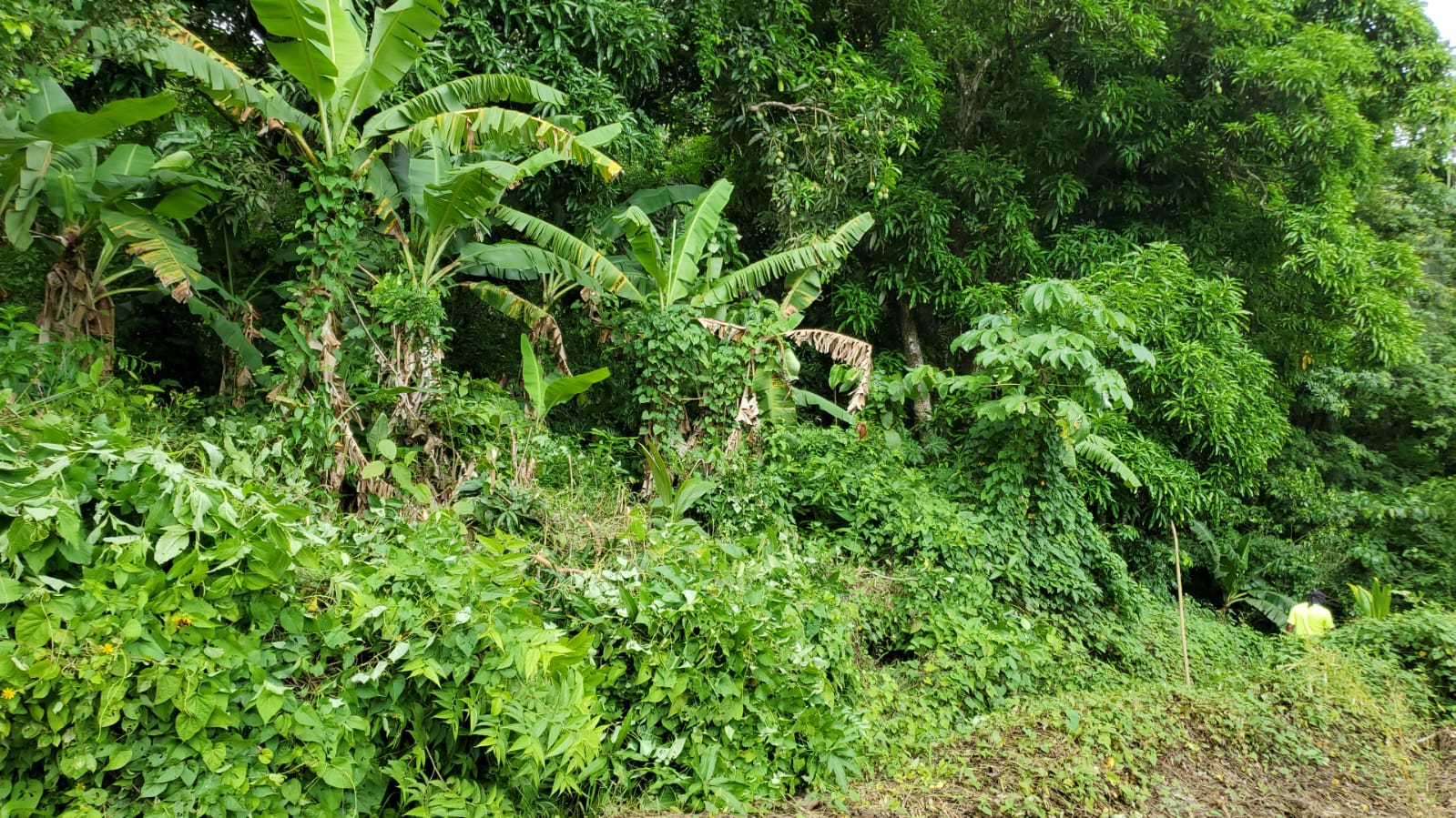 land for sale Land for Sale Grand Riviere Gros Islet