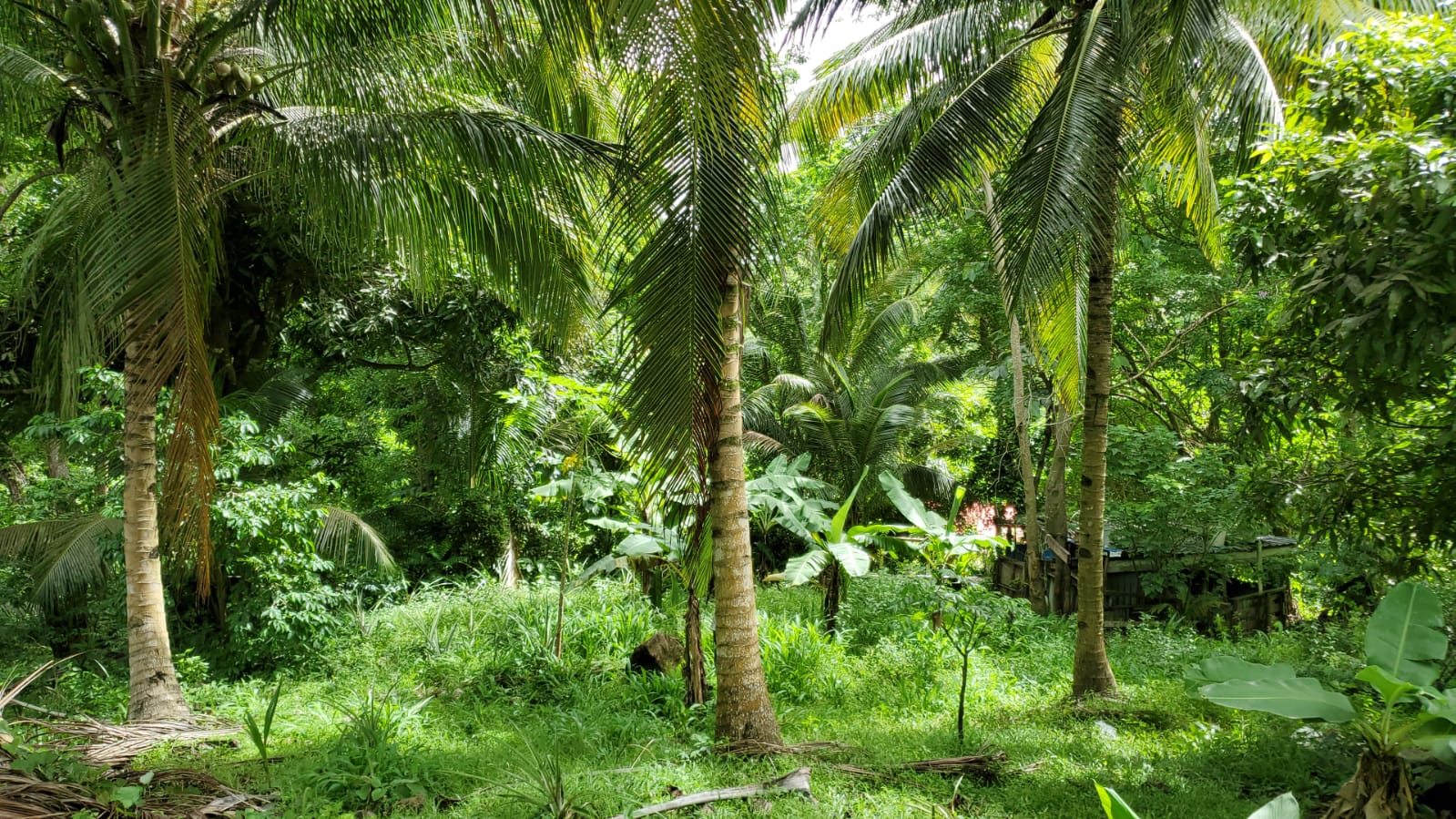 land for sale1 Land for Sale Grand Riviere Gros Islet