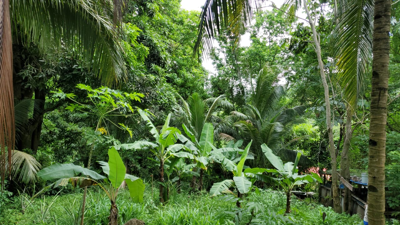 land for sale123 Land for Sale Grand Riviere Gros Islet