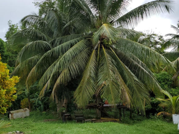 Land for Sale in Robert Estate Grande Riviere, Gros Islet | 13,463 Sq Ft Lot