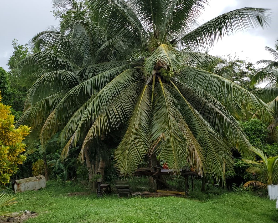 land for sale13 Land for Sale in Robert Estate Grande Riviere, Gros Islet | 13,463 Sq Ft Lot