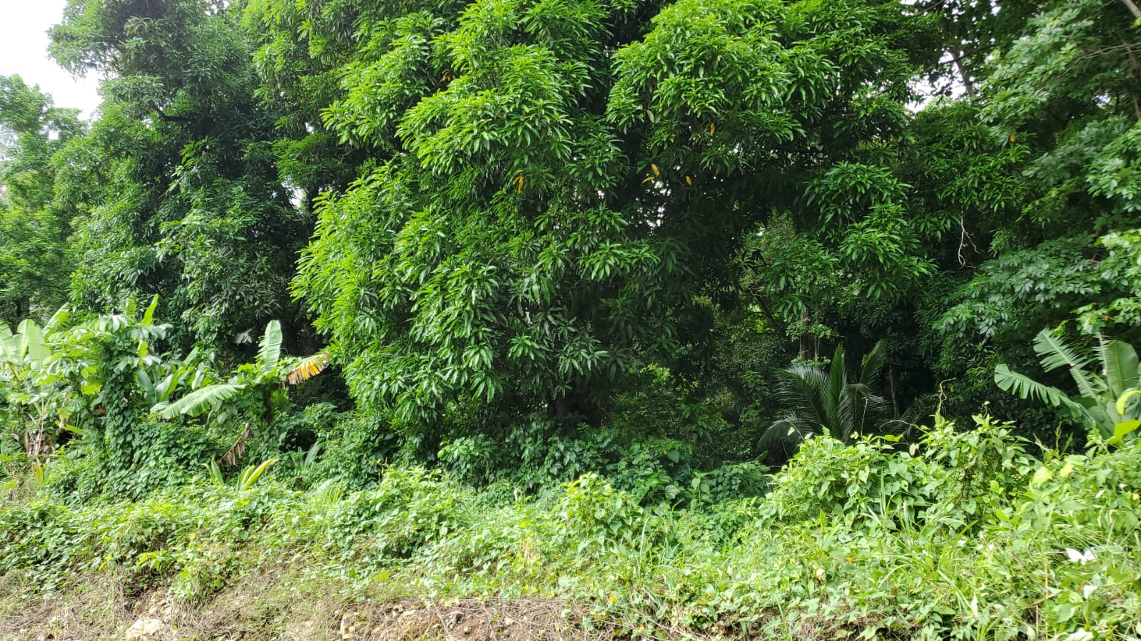 land for sale4 land for sale in rabert estate grand riviere gros islet